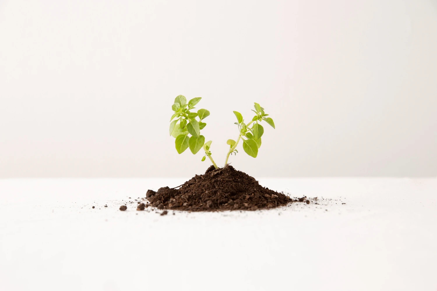 Come scegliere il nome di dominio giusto - Nestweb Agency