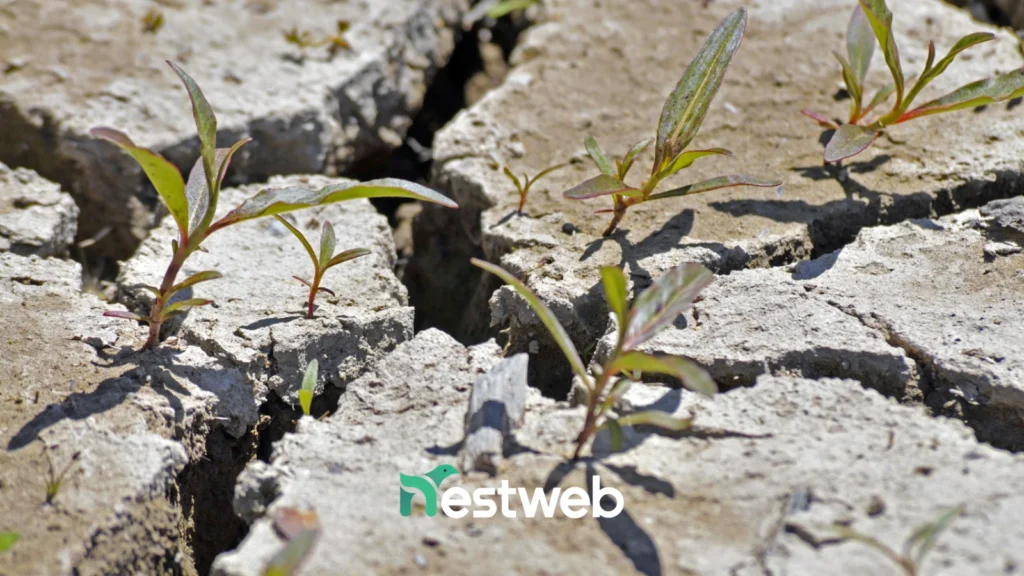 Voucher Digitalizzazione Piemonte: Preparati al Nuovo Bando PMI - Nestweb Agency