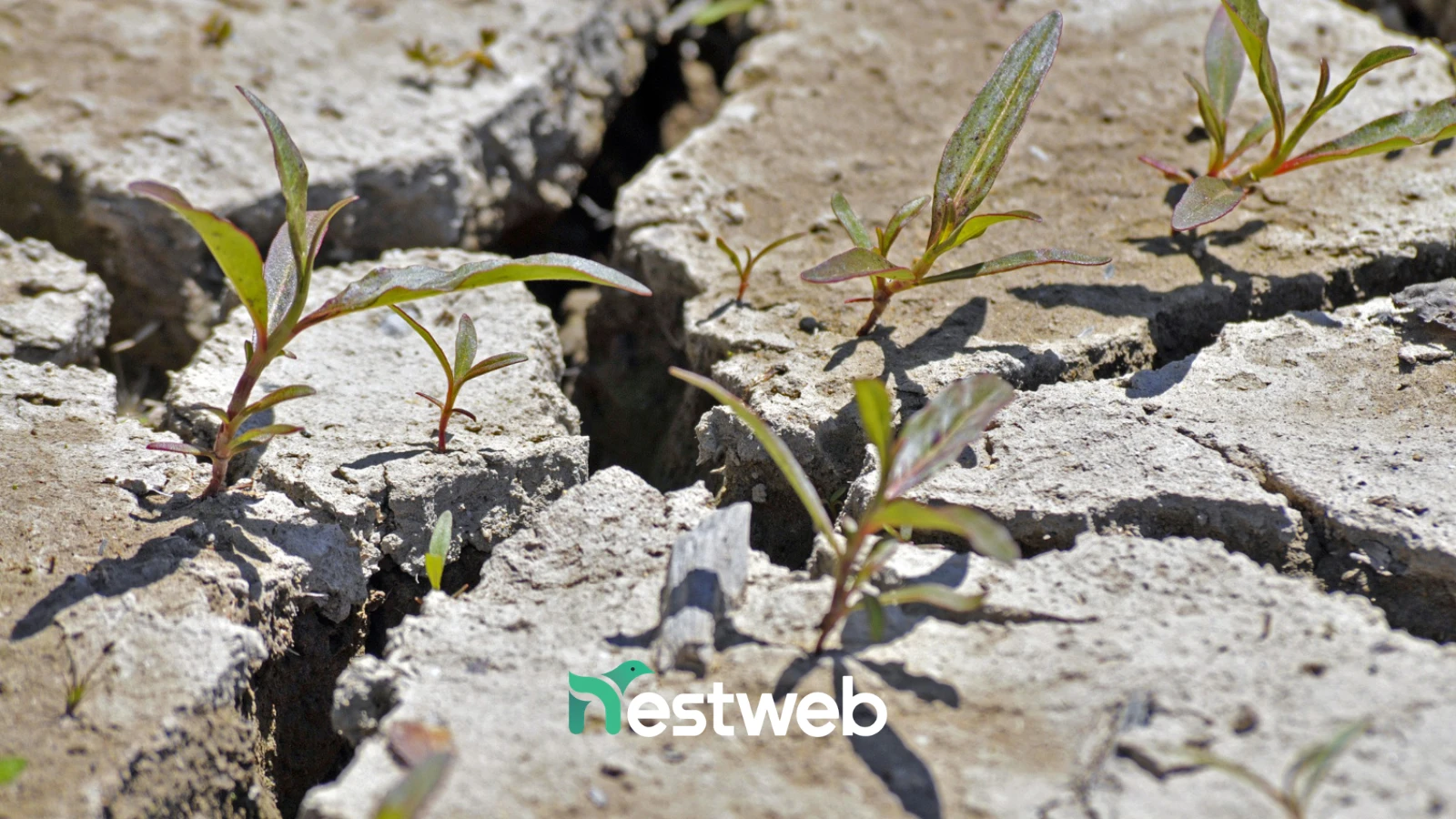 Voucher Digitalizzazione Piemonte: Preparati al Nuovo Bando PMI - Nestweb Agency